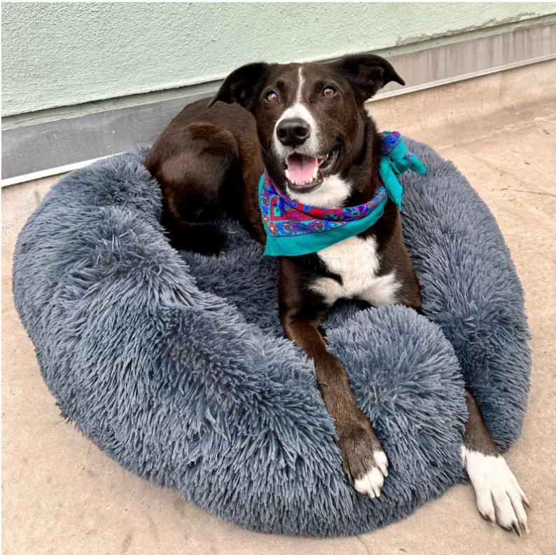 Coussin Anti-Stress pour chien